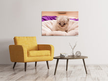 Laden Sie das Bild in den Galerie-Viewer, Leinwandbild Kitten zum Verlieben