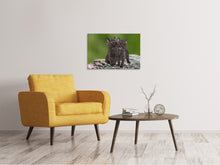 Laden Sie das Bild in den Galerie-Viewer, Leinwandbild 2 schwarze Katzenbabys