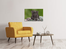 Laden Sie das Bild in den Galerie-Viewer, Leinwandbild 2 schwarze Katzenbabys