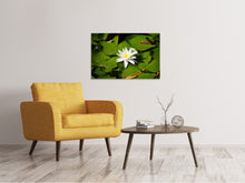 Laden Sie das Bild in den Galerie-Viewer, Leinwandbild Die weisse Seerose