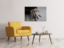 Laden Sie das Bild in den Galerie-Viewer, Leinwandbild Der Weimaraner
