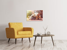 Laden Sie das Bild in den Galerie-Viewer, Leinwandbild Müde Bulldogge