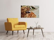 Laden Sie das Bild in den Galerie-Viewer, Leinwandbild Wachsamer Irish Setter