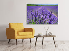 Laden Sie das Bild in den Galerie-Viewer, Leinwandbild Die Lavendelblüten