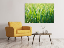 Laden Sie das Bild in den Galerie-Viewer, Leinwandbild Gras mit Morgentau XL
