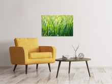 Laden Sie das Bild in den Galerie-Viewer, Leinwandbild Gras mit Morgentau XL