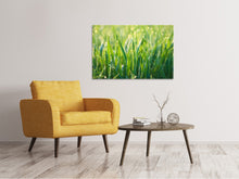 Laden Sie das Bild in den Galerie-Viewer, Leinwandbild Gras mit Morgentau XL