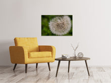 Laden Sie das Bild in den Galerie-Viewer, Leinwandbild Der Löwenzahn in der Natur