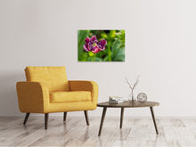 Laden Sie das Bild in den Galerie-Viewer, Leinwandbild Dunkle Tulpe in der Natur