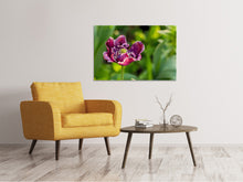 Laden Sie das Bild in den Galerie-Viewer, Leinwandbild Dunkle Tulpe in der Natur