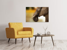 Laden Sie das Bild in den Galerie-Viewer, Leinwandbild Elefant Close up