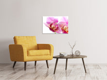 Laden Sie das Bild in den Galerie-Viewer, Leinwandbild Prächtige Phalaenopsis