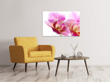 Laden Sie das Bild in den Galerie-Viewer, Leinwandbild Prächtige Phalaenopsis