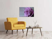 Laden Sie das Bild in den Galerie-Viewer, Leinwandbild Rose in Lila XXL