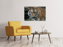 Laden Sie das Bild in den Galerie-Viewer, Leinwandbild XL Tiger