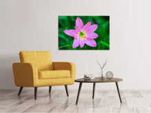 Laden Sie das Bild in den Galerie-Viewer, Leinwandbild Close up rosa Blüte