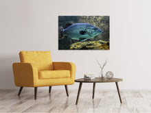 Laden Sie das Bild in den Galerie-Viewer, Leinwandbild Grosser Fisch