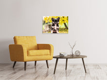 Laden Sie das Bild in den Galerie-Viewer, Leinwandbild Niedliche Chihuahua Welpe