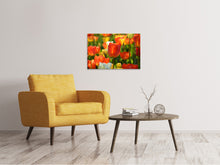 Laden Sie das Bild in den Galerie-Viewer, Leinwandbild Close up Tulpenfeld