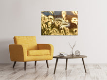Laden Sie das Bild in den Galerie-Viewer, Leinwandbild Ziergras im Sonnenlicht
