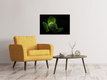Laden Sie das Bild in den Galerie-Viewer, Leinwandbild Der Kohlkopf
