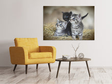 Laden Sie das Bild in den Galerie-Viewer, Leinwandbild Kitten Trio