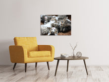 Laden Sie das Bild in den Galerie-Viewer, Leinwandbild Viele Katzenbabys