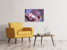 Laden Sie das Bild in den Galerie-Viewer, Leinwandbild Close up Kirschblüte