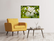 Laden Sie das Bild in den Galerie-Viewer, Leinwandbild Weisse Blüten in XL