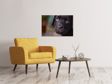 Laden Sie das Bild in den Galerie-Viewer, Leinwandbild Süsse Labrador Welpe