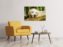 Laden Sie das Bild in den Galerie-Viewer, Leinwandbild Golden Retriever in der Natur