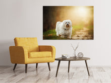 Laden Sie das Bild in den Galerie-Viewer, Leinwandbild Der Havaneser