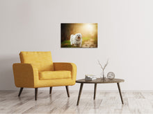 Laden Sie das Bild in den Galerie-Viewer, Leinwandbild Der Havaneser