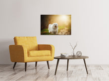 Laden Sie das Bild in den Galerie-Viewer, Leinwandbild Der Havaneser