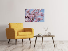 Laden Sie das Bild in den Galerie-Viewer, Leinwandbild Japanische Zierkirsche Close up