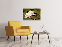 Laden Sie das Bild in den Galerie-Viewer, Leinwandbild Seerosen Duo in weiss
