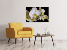 Laden Sie das Bild in den Galerie-Viewer, Leinwandbild Weisse Orchideen in der Blüte