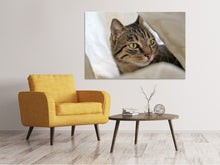 Laden Sie das Bild in den Galerie-Viewer, Leinwandbild Lieblings Katze