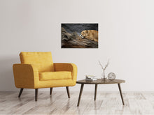 Laden Sie das Bild in den Galerie-Viewer, Leinwandbild Träumende Löwin