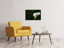 Laden Sie das Bild in den Galerie-Viewer, Leinwandbild XL Calla in weiss