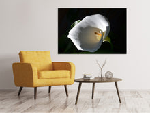 Laden Sie das Bild in den Galerie-Viewer, Leinwandbild Wundervolle Calla