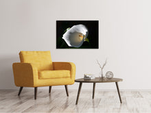 Laden Sie das Bild in den Galerie-Viewer, Leinwandbild Wundervolle Calla