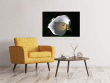 Laden Sie das Bild in den Galerie-Viewer, Leinwandbild Wundervolle Calla