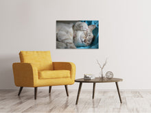 Laden Sie das Bild in den Galerie-Viewer, Leinwandbild Katzen Mama mit Baby