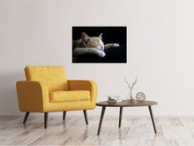 Laden Sie das Bild in den Galerie-Viewer, Leinwandbild Faule Katze