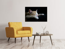 Laden Sie das Bild in den Galerie-Viewer, Leinwandbild Faule Katze