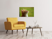 Laden Sie das Bild in den Galerie-Viewer, Leinwandbild Katzennase