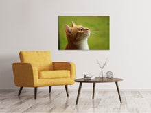 Laden Sie das Bild in den Galerie-Viewer, Leinwandbild Katzennase