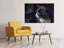Laden Sie das Bild in den Galerie-Viewer, Leinwandbild Katzenkopf XL