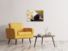 Laden Sie das Bild in den Galerie-Viewer, Leinwandbild Kuschelige Katze
